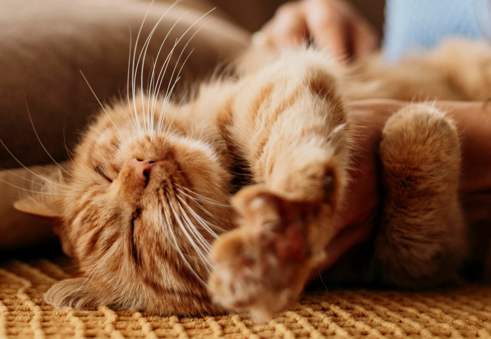 camera to watch pets at home