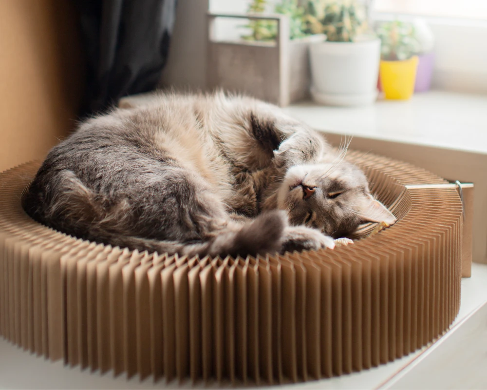 automatic pet feeder